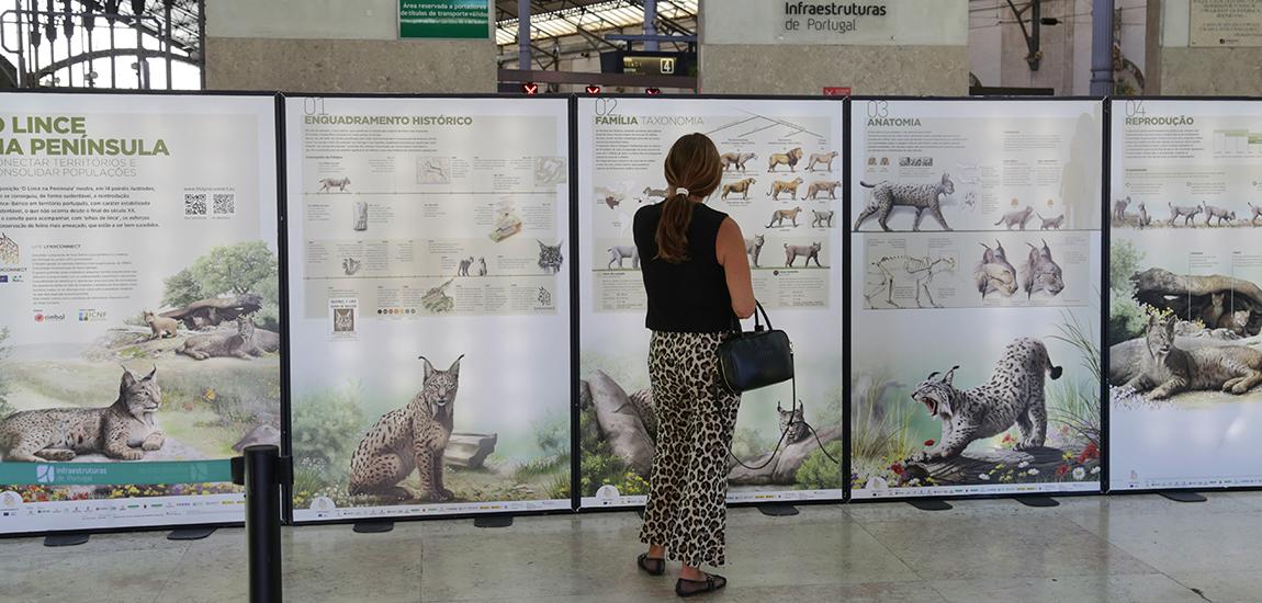Exposição na Estação do Rossio “O Lince na Península: Conectar Territórios e Consolidar Populações”