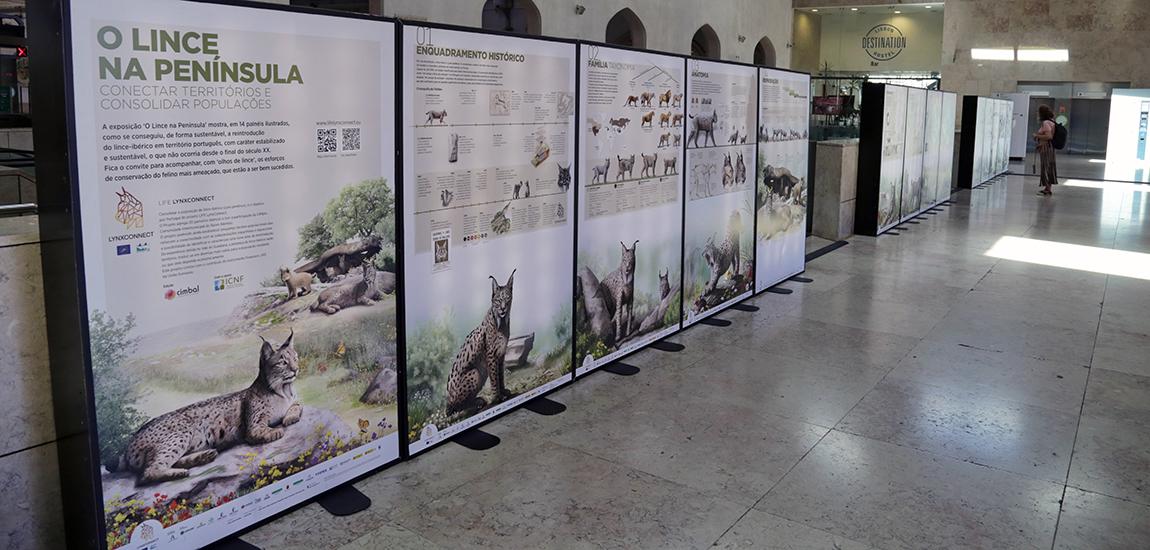 Exposição na Estação do Rossio “O Lince na Península: Conectar Territórios e Consolidar Populações”