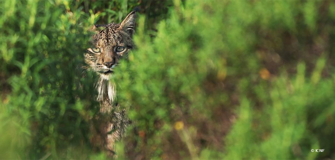 Infraestruturas de Portugal participa em webinar sobre prevenção de atropelamentos de fauna selvagem