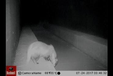 Um texugo a utilizar um passadiço para fauna numa passagem