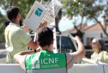 IP entrega ao ICNF caixas-ninho para Francelho/Peneireiro-das-Torres