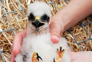IP e ICNF salvam crias de tartaranhão-caçador