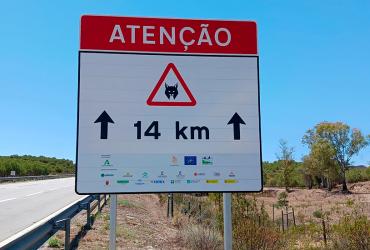 IP empenhada na preservação do Lince Ibérico