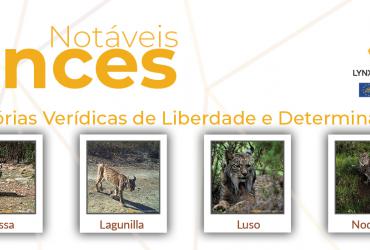 Campanha “Linces Notáveis: Histórias Verídicas de Determinação e Liberdade” 