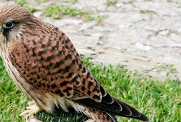 Fotografia alusiva ao Relatório de Monitorização da Mortalidade de Fauna de 2023