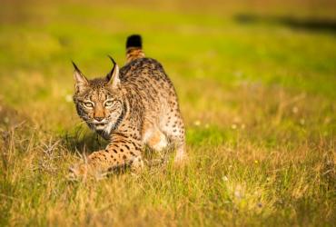 Lince-ibérico: fotografia 1