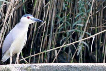 Fotografia alusiva ao Relatório de Monitorização da Mortalidade de Fauna