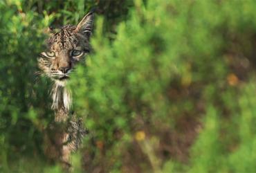 Infraestruturas de Portugal participa em webinar sobre prevenção de atropelamentos de fauna selvagem