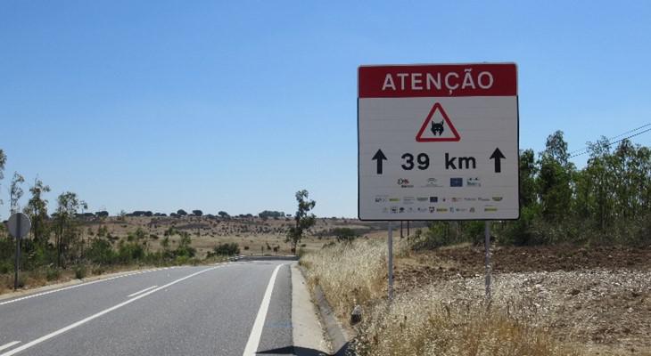 Reforço de sinalização para evitar atropelamentos de  lince-ibérico