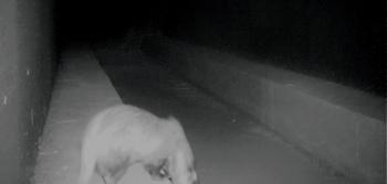 Um texugo a utilizar um passadiço para fauna numa passagem